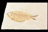 Knightia Alta Fossil Fish - Wyoming #85463-1